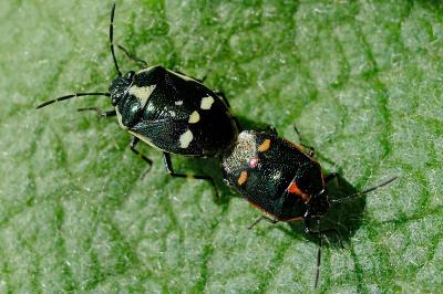 <i>Eurydema oleracea</i>