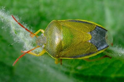 <i>Piezodorus lituratus</i>