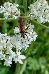 <i>Empis tessellata</i>