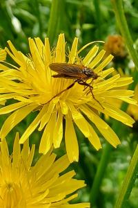 <i>Empis tessellata</i>