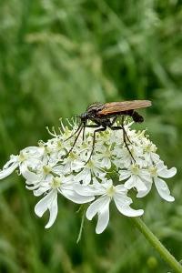 <i>Empis tessellata</i>