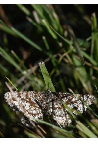 <i>Ematurga atomaria</i>
