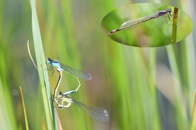 <i>Ischnura elegans</i>