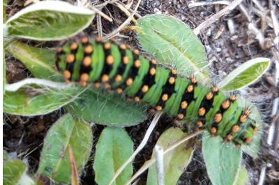 <i>Saturnia pavonia</i>