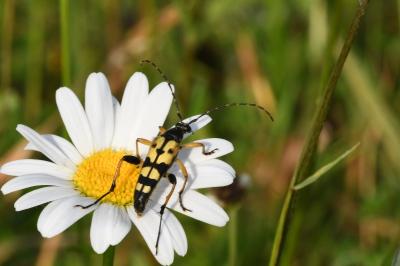 <i>Rutpela maculata</i>