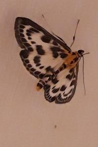 <i>Anania hortulata</i>