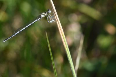 <i>Platycnemis pennipes</i>