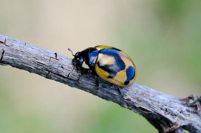 <i>Coccinella hieroglyphica</i>
