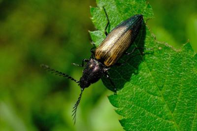 <i>Ctenicera cuprea</i>