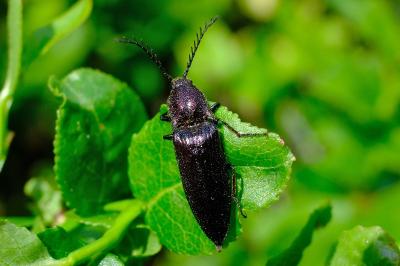 <i>Ctenicera cuprea</i>