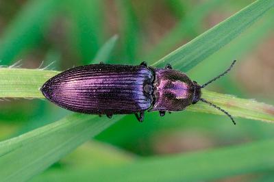 <i>Ctenicera cuprea</i>