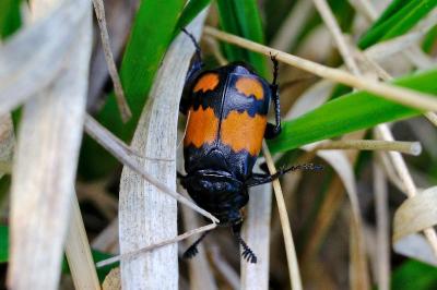 <i>Nicrophorus vespilloides</i>