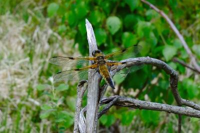 <i>Libellula quadrimaculata</i>