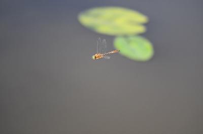 <i>Cordulia aenea</i>