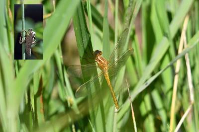 <i>Orthetrum coerulescens</i>