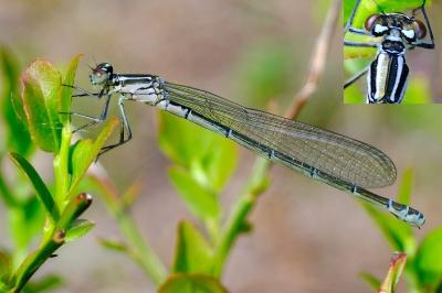 <i>Coenagrion puella</i>