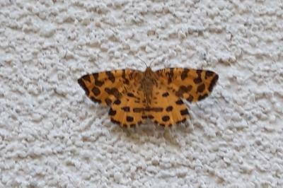 <i>Pseudopanthera macularia</i>