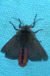 <i>Phragmatobia fuliginosa</i>