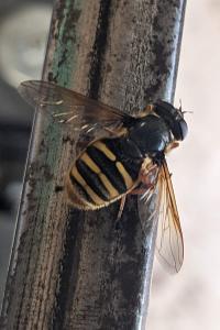 <i>Sericomyia silentis</i>
