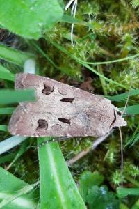 <i>Agrotis exclamationis</i>