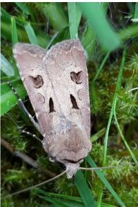 <i>Agrotis exclamationis</i>