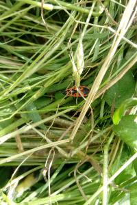 <i>Pyrrhocoris apterus</i>