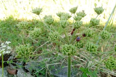 <i>Graphosoma italicum</i>