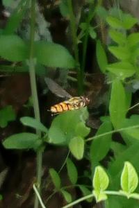 <i>Episyrphus balteatus</i>