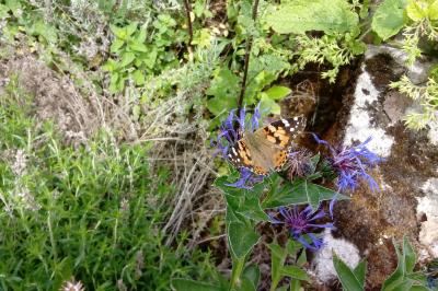 <i>Vanessa cardui</i>