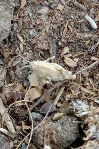 <i>Oedipoda caerulescens</i>