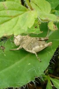 <i>Oedipoda caerulescens</i>