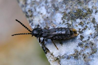<i>Phosphaenus hemipterus</i>
