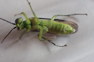 <i>Tenthredo mesomela</i>