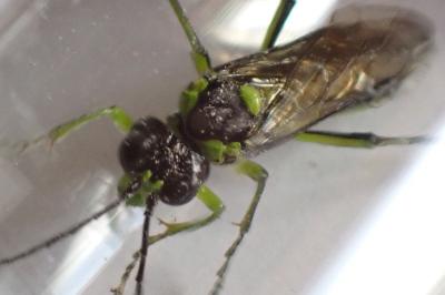 <i>Tenthredo mesomela</i>