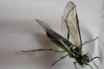 <i>Tenthredo mesomela</i>