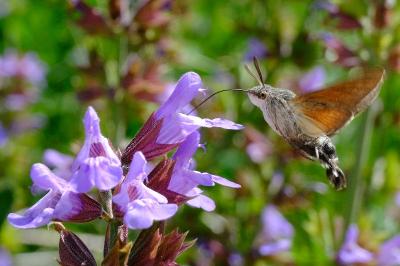 <i>Macroglossum stellatarum</i>