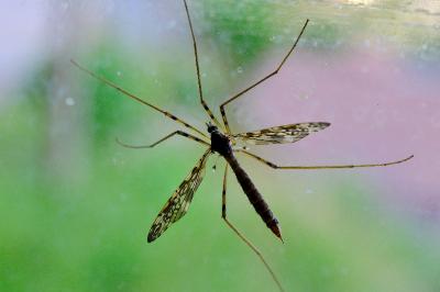 <i>Epiphragma ocellare</i>
