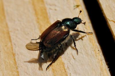 <i>Phyllopertha horticola</i>