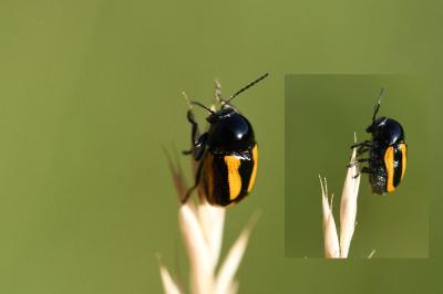 <i>Cryptocephalus vittatus</i>