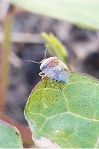 <i>Stagonomus venustissimus</i>