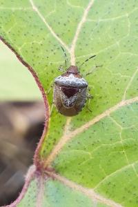 <i>Stagonomus venustissimus</i>