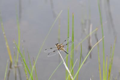<i>Libellula quadrimaculata</i>