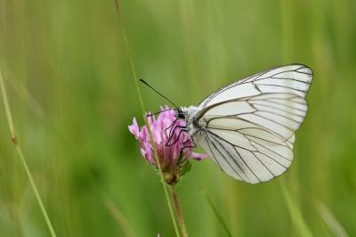 <i>Aporia crataegi</i>