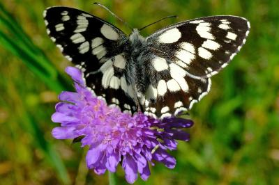 <i>Melanargia galathea</i>