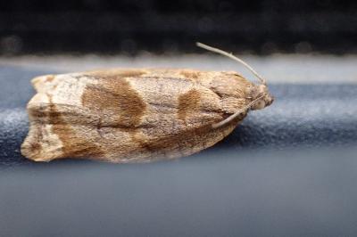 <i>Archips crataegana</i>
