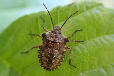 <i>Pentatoma rufipes</i>