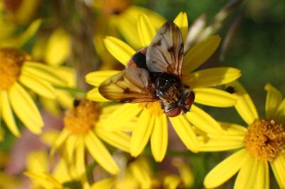 <i>Ectophasia crassipennis</i>
