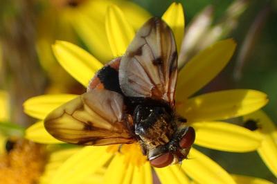 <i>Ectophasia crassipennis</i>