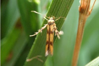 <i>Stathmopoda pedella</i>