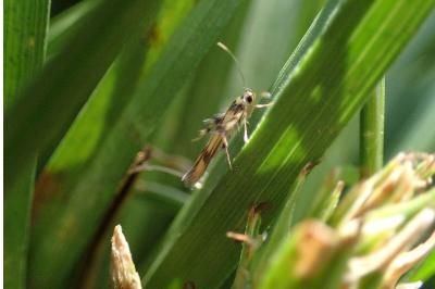 <i>Stathmopoda pedella</i>